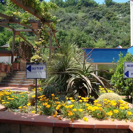 Agave 4*